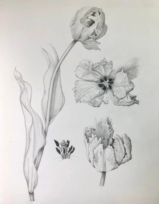 Botanical Art drawing