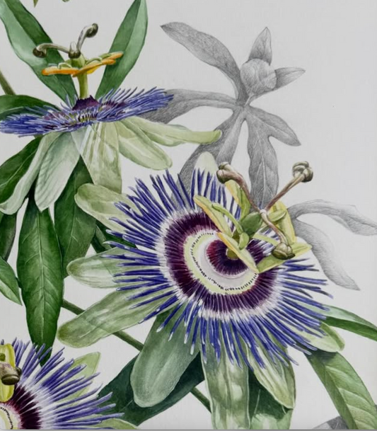 Botanical Art drawing