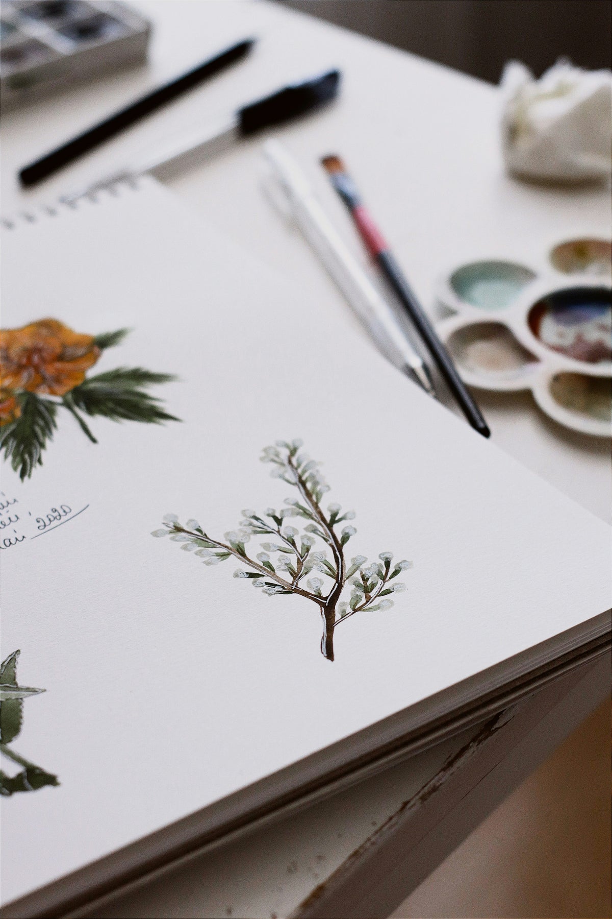 Botanical Art drawing